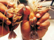 Giant freshwater prawn - image1