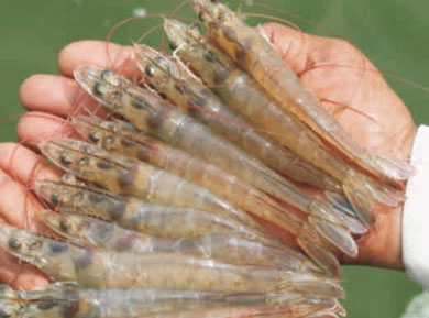 Pacific White Shrimp