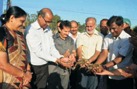 Pacific white shrimp - image1