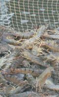 Tiger shrimp - Image1