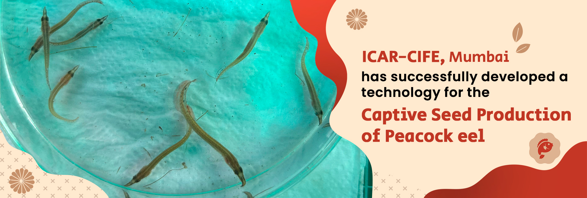 Image of Captive Seed Production of Peacock eel